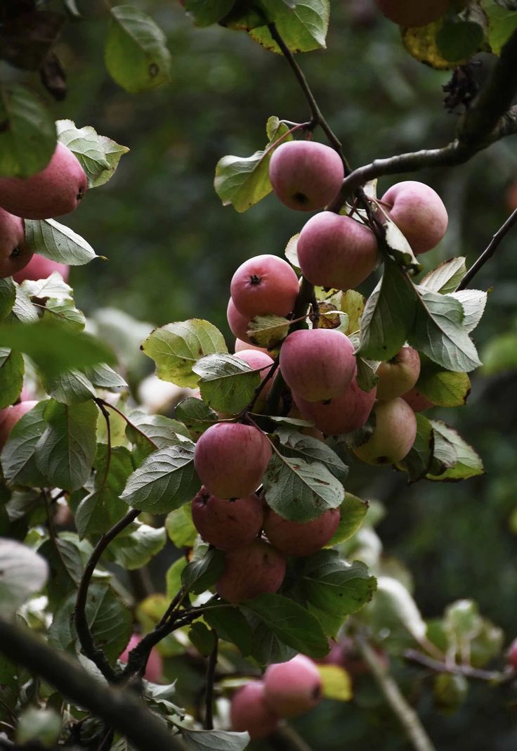The Herefordshire - Cider Apples