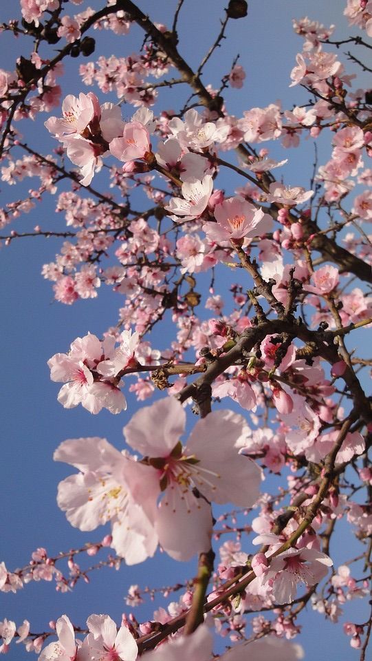 The Kent - Cherry Blossom