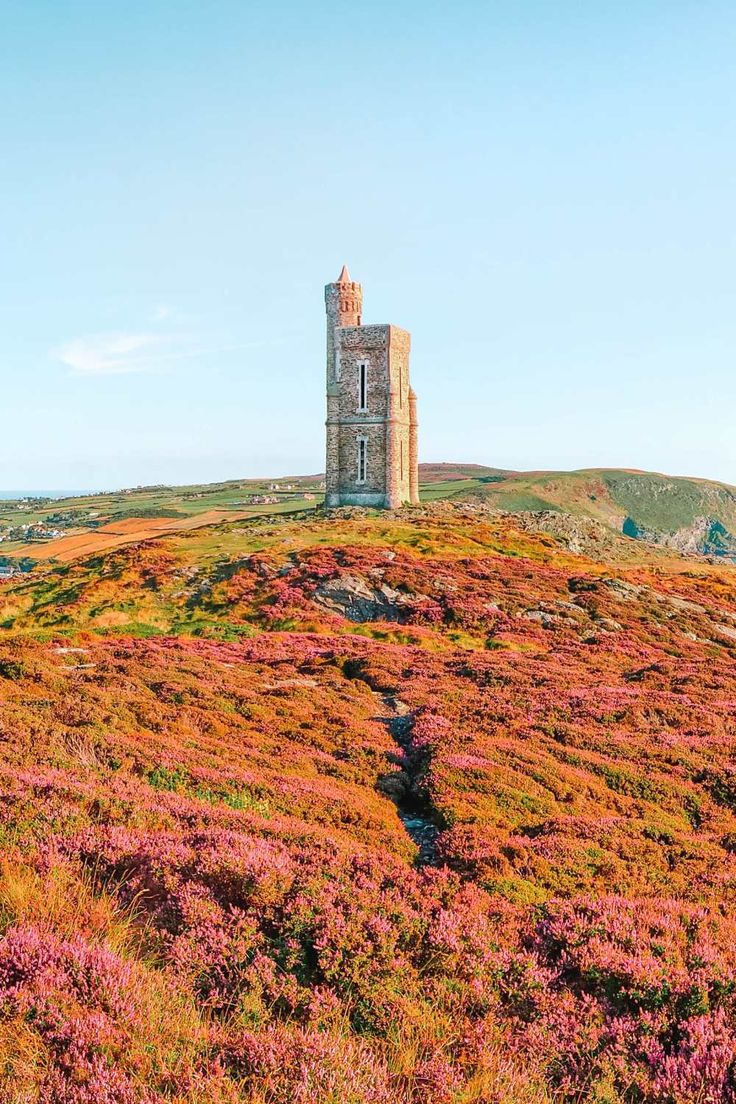 The Isle of Man - Wild Fuchsia