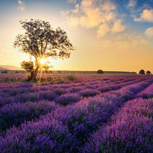 The Norfolk - Lavender Fields
